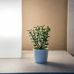 Shortmi Canonica Apartamento *