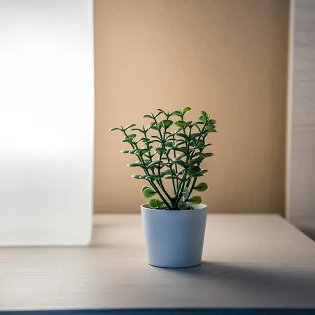 Shortmi Canonica アパート *